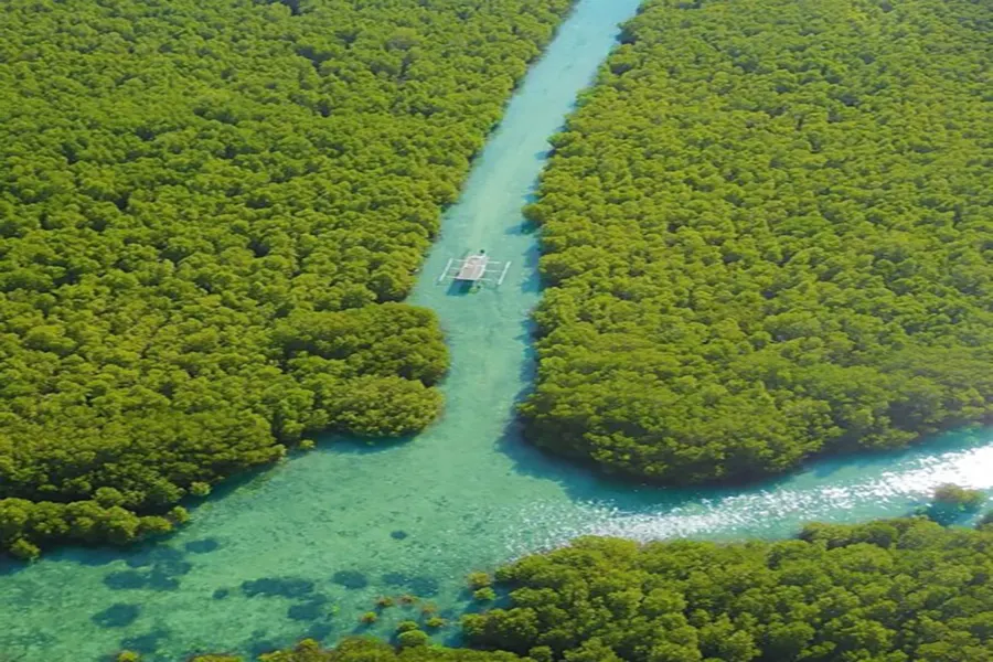 gili lampu mangroove